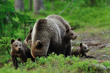 Fototapeta premium Brown bear cubs with mother bear. Bear cubs with parent. Bear family.