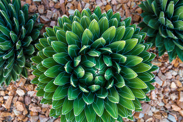 Agave victoriae-reginae (Queen Victoria agave, royal agave) is a small species of succulent...