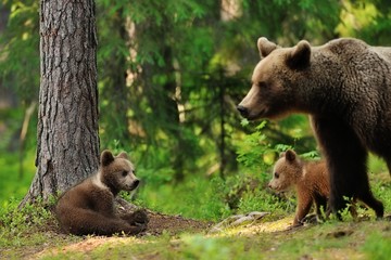 Brown bear cub in forest with mother. Brown bear cub. © Erik Mandre