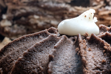 Close up Chocolate cookies.