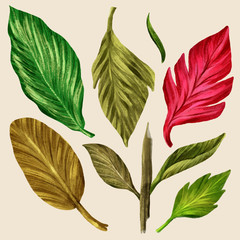 Watercolor Tropical Leaves Collection on isolate vector. Beautiful Set.