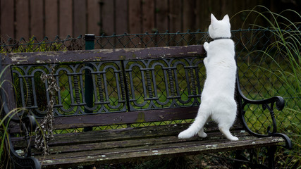 the cat stands on its hind legs on an old wooden bench in the garden
