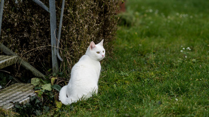 the cat sits at the doorstep