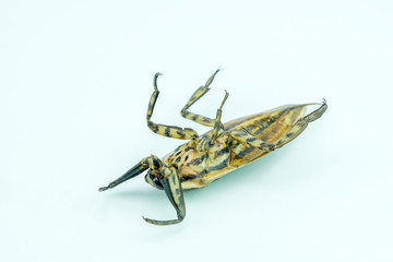 Giant  bug in Thailand  Lethocerus indicus  isolate White background