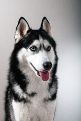 Portrait of a husky dog.