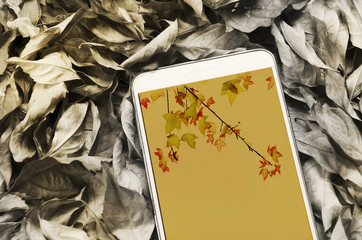 Smartphone on dry leaves