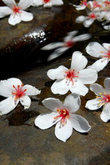 Fototapeta na wymiar Fall in the water next to the white flowers 