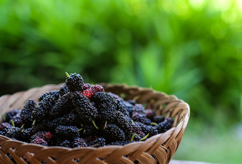 mulberry in basket
