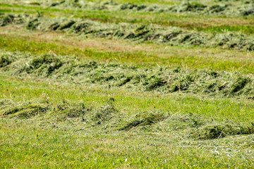 Line of mowing grass