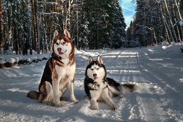Siberian husky on a winter