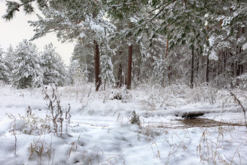 Fototapeta na wymiar snowfall in the woods