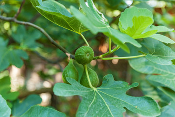 Green fruit figs on a tree. Fruits figs on a tree.tjourney to Georgia