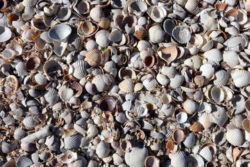 seashells for background