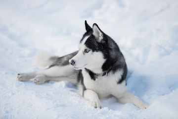 Siberian Husky dog black and white colour with blue eyes in winter on the snow. A pedigreed purebred dog