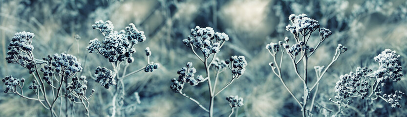Winter. Frozen plant in the snow. Background image.