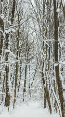  a snowy forest - Bolu