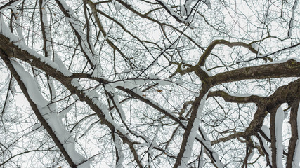  a snowy forest -  snowy tree branches