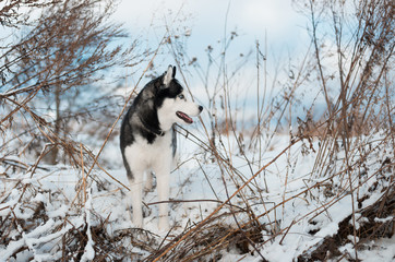 Portrait of Siberian Husky black and white colour with blue eyes outdoors in winter. A pedigreed purebred dog