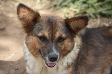 CHIEN DU SRI LANKA
