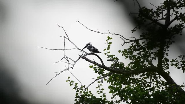 Pied kingfisher in Thailand