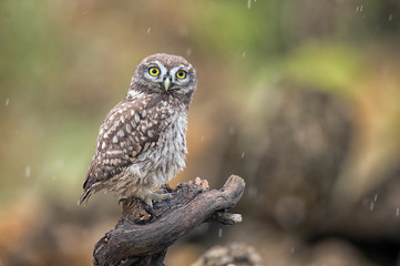 Young Little owl Athene noctua sitting on a stick and looking at the camera