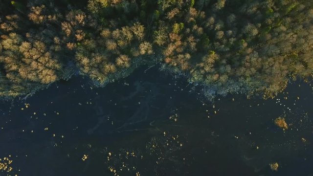 Lake in the pine forest is covered with ice, downwards aerial view