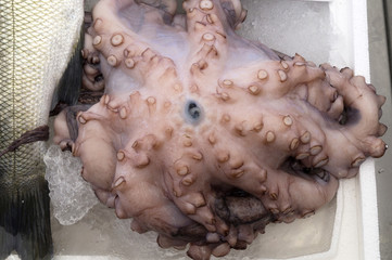 Fresh octopus  at the food market