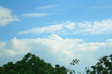 Beautiful vivid blue sky with clouds group and  top of trees