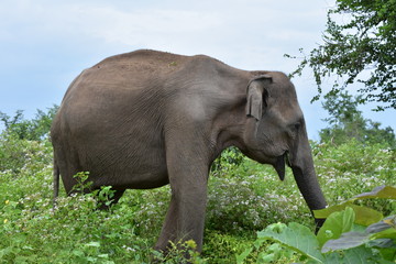 Fototapeta na wymiar ELEPHANT AU SRI LANKA