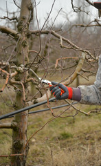 Naklejka premium Pruning a apple tree with garden secateurs in winter
