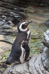 African Penguin, Spheniscus Demersus, also known as the Jackass Penguin