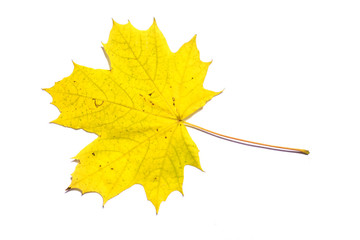 Yellow maple autumn leaf on white background
