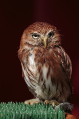 Portrait of Little Burrowing Owl -Athene cunicularia- with Brown Plumage and Yellow Eyes