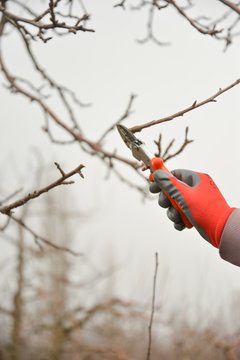 Pruning A Apple Tree With Garden Secateurs In Winter