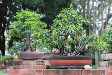 Fototapeta na wymiar Bonsai tree on ceramic pot in bonsai garden.