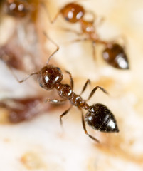 small ants in nature. macro