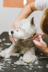 Grooming dog of West Highland White Terrier