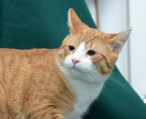 Redhead with white cat on a green background