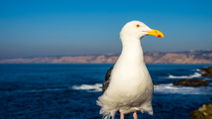 Seagul