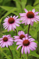 Fototapeta premium Roter Sonnenhut, Echinacea purpurea, im Garten