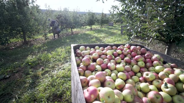 Camera moves around an apple bin in the orchard as immigrant farm hand picks apples nearby.
