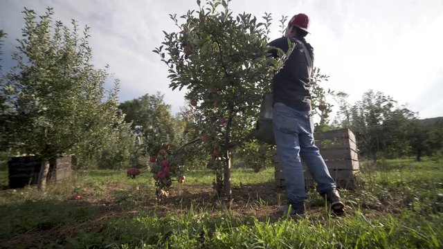 Wide angle closeup steadicam shot of immigrant farm hand picking apples in an orchard.