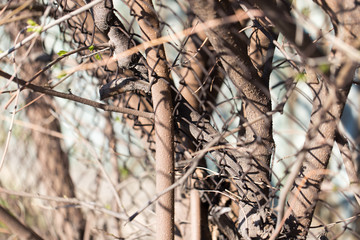Steel wire mesh fence with trees.
