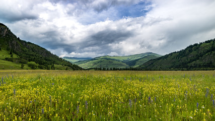 Alpine meadow on summer