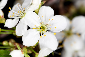 White cherry flowers on a black background