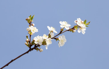 flowers on the tree against the blue sky