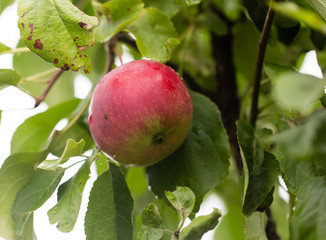 red apple on a branch of a tree