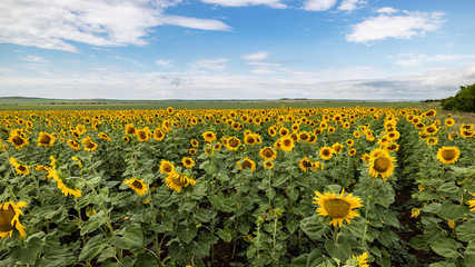 Fototapeta na wymiar Sunflowers on the fiels