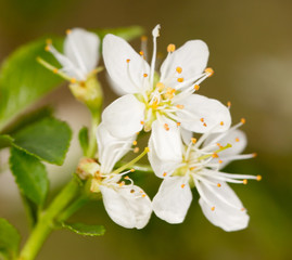 white flowers on the tree in nature