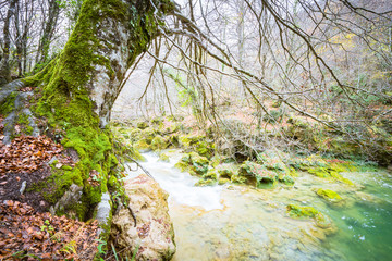 Mossy tree near creek of Urederra River